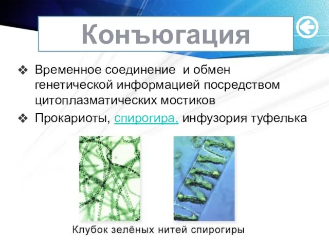 Конъюгация Временное соединение и обмен генетической информацией посредством цитоплазматических мостиков Прокариоты, спирогира, инфузория туфелька