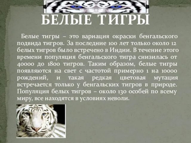 Белые тигры – это вариация окраски бенгальского подвида тигров. За последние 100