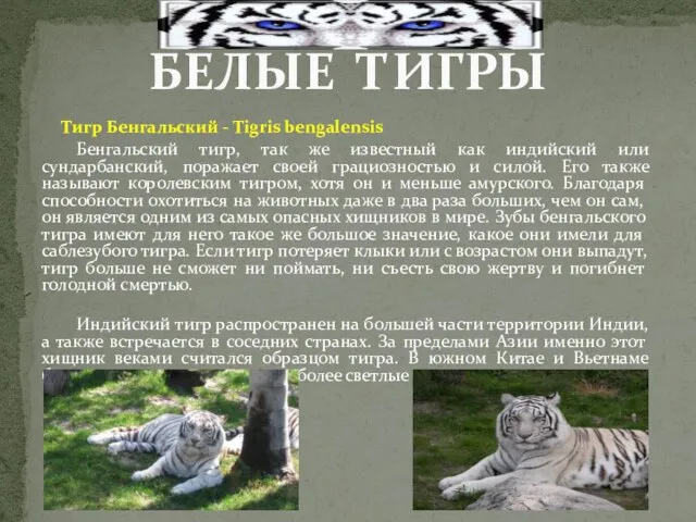 Тигр Бенгальский - Tigris bengalensis Бенгальский тигр, так же известный как индийский