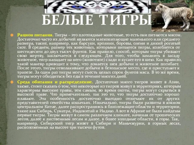 Рацион питания. Тигры – это плотоядные животные, то есть они питаются мясом.