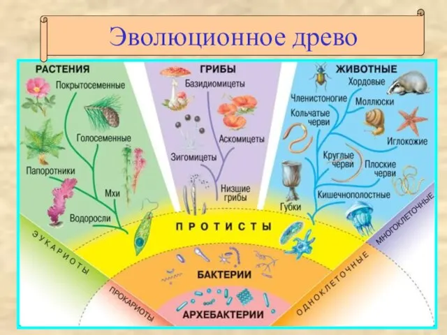 Эволюционное древо