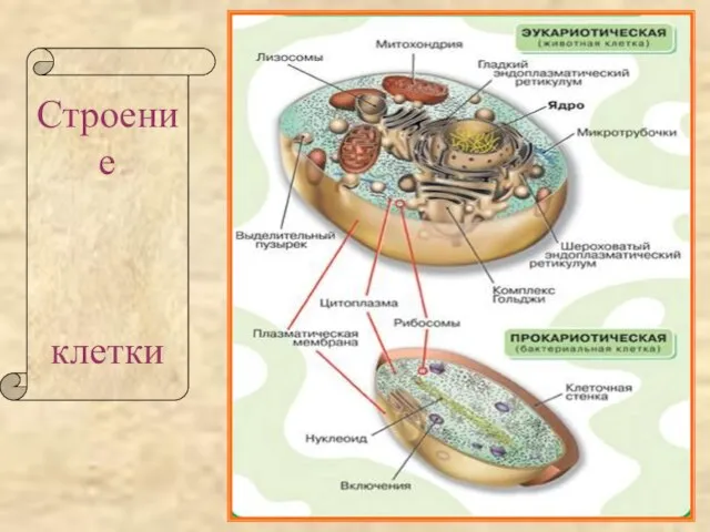 Строение клетки