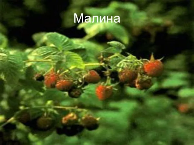 Малина