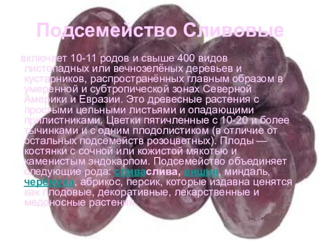 Подсемейство Сливовые включает 10-11 родов и свыше 400 видов листопадных или вечнозелёных