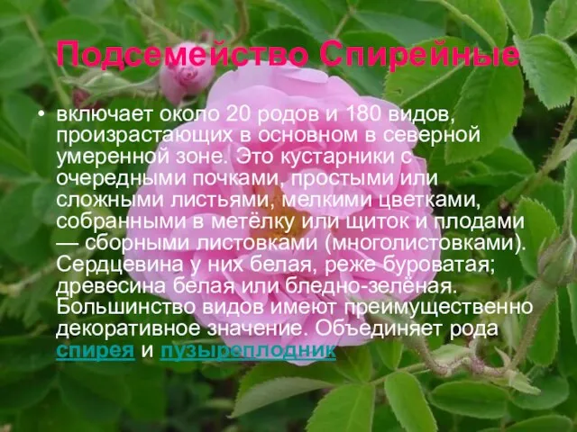 Подсемейство Спирейные включает около 20 родов и 180 видов, произрастающих в основном