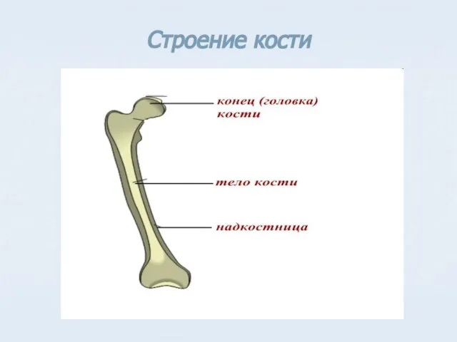 Строение кости