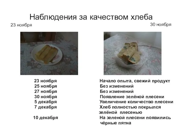 Наблюдения за качеством хлеба 23 ноября Начало опыта, свежий продукт 25 ноября