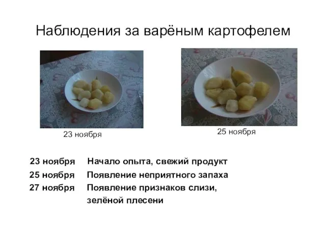 Наблюдения за варёным картофелем 23 ноября Начало опыта, свежий продукт 25 ноября