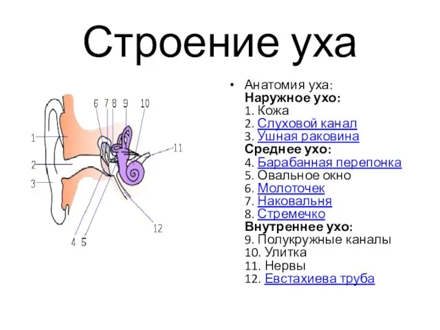 Строение уха Анатомия уха: Наружное ухо: 1. Кожа 2. Слуховой канал 3.