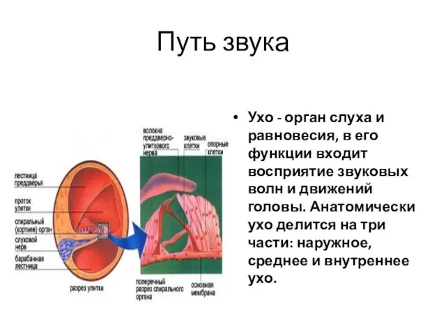 Путь звука Ухо - орган слуха и равновесия, в его функции входит