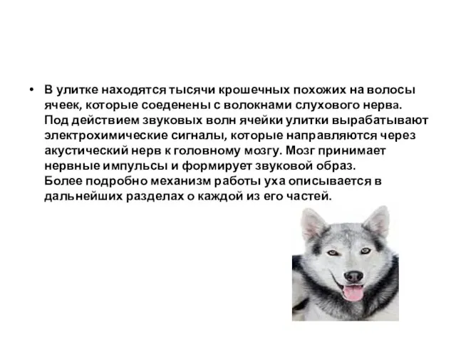 В улитке находятся тысячи крошечных похожих на волосы ячеек, которые соеденeны с