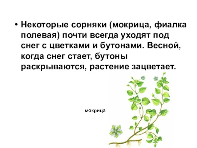 Некоторые сорняки (мокрица, фиалка полевая) почти всегда уходят под снег с цветками