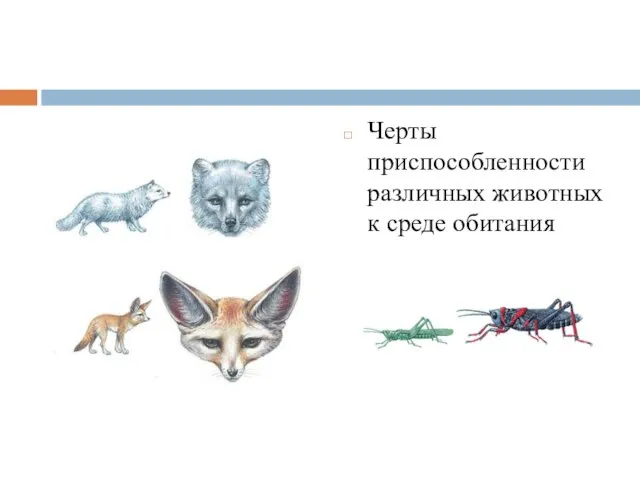 Черты приспособленности различных животных к среде обитания