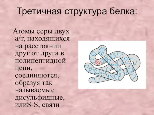 Третичная структура белка: Атомы серы двух а/т, находящихся на расстоянии друг от