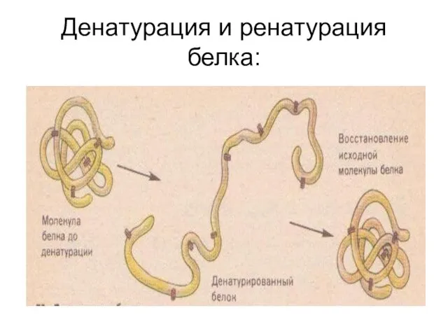 Денатурация и ренатурация белка: