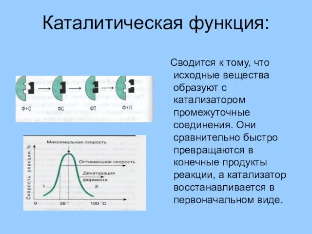 Каталитическая функция: Сводится к тому, что исходные вещества образуют с катализатором промежуточные