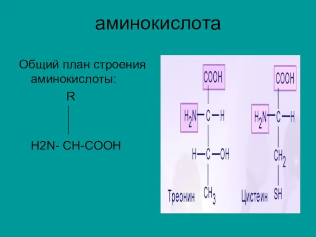 аминокислота Общий план строения аминокислоты: R H2N- CH-COOH