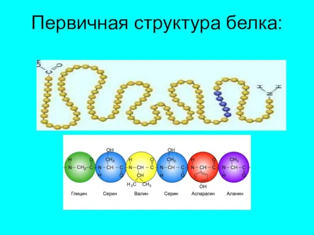 Первичная структура белка: