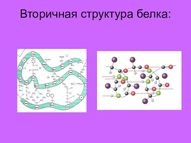 Вторичная структура белка: