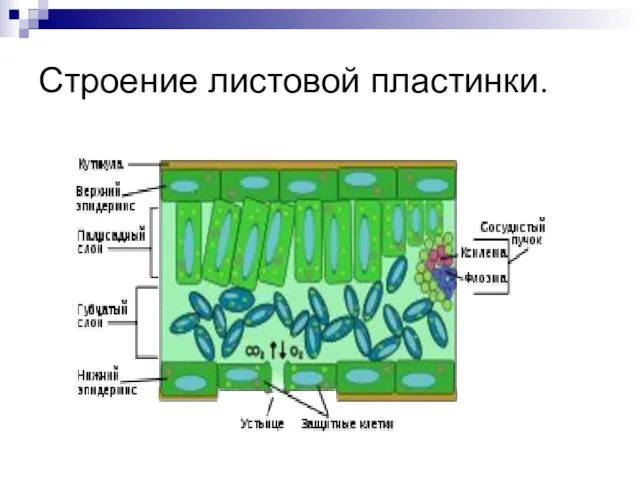 Строение листовой пластинки.