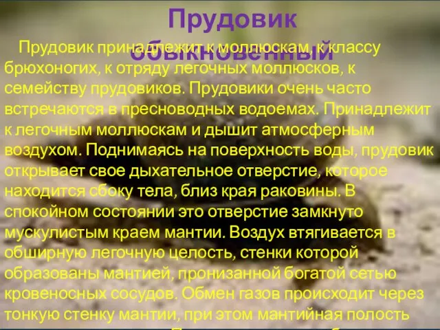 Прудовик обыкновенный Прудовик принадлежит к моллюскам, к классу брюхоногих, к отряду легочных