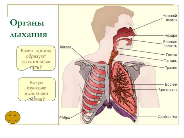Какие органы образуют дыхательный путь? Органы дыхания Какую функцию выполняют легкие?