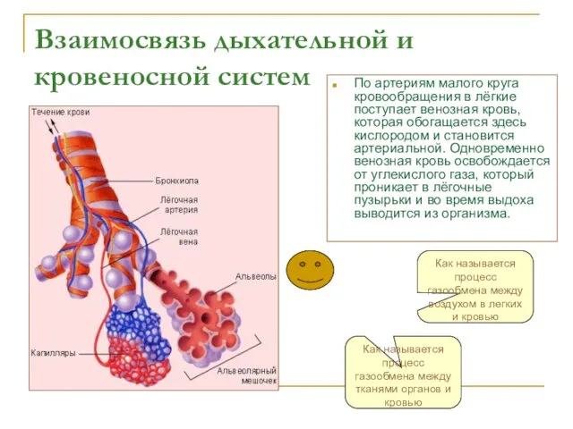 Взаимосвязь дыхательной и кровеносной систем По артериям малого круга кровообращения в лёгкие