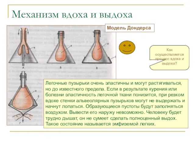 Механизм вдоха и выдоха Модель Дондерса Легочные пузырьки очень эластичны и могут