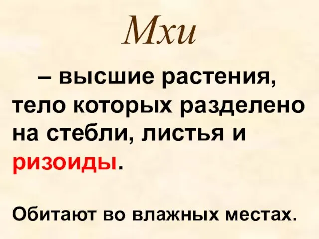 Мхи – высшие растения, тело которых разделено на стебли, листья и ризоиды. Обитают во влажных местах.