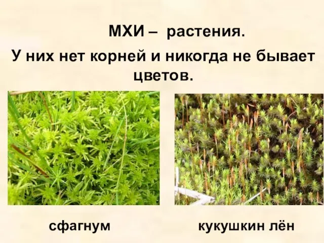 МХИ – растения. У них нет корней и никогда не бывает цветов. сфагнум кукушкин лён