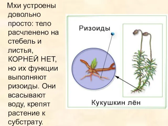 Мхи устроены довольно просто: тело расчленено на стебель и листья, КОРНЕЙ НЕТ,