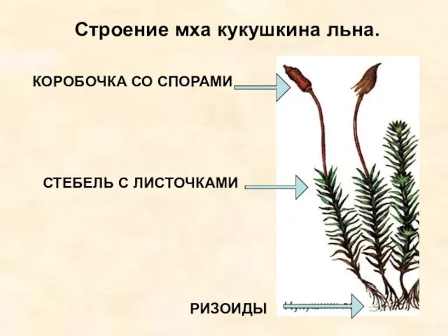 Строение мха кукушкина льна. СТЕБЕЛЬ С ЛИСТОЧКАМИ РИЗОИДЫ КОРОБОЧКА СО СПОРАМИ