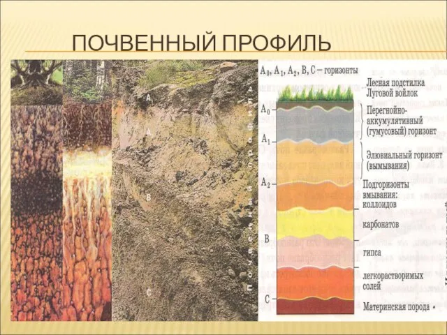 ПОЧВЕННЫЙ ПРОФИЛЬ