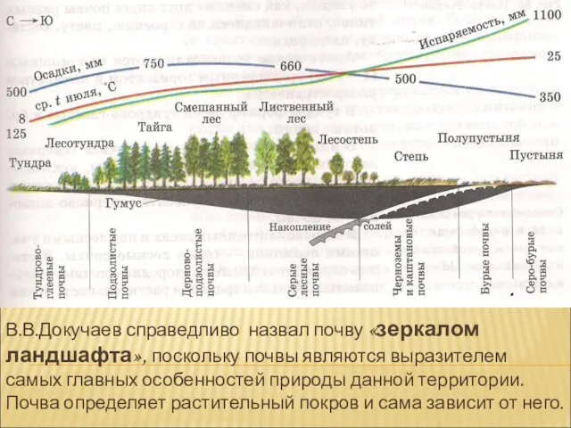 В.В.Докучаев справедливо назвал почву «зеркалом ландшафта», поскольку почвы являются выразителем самых главных