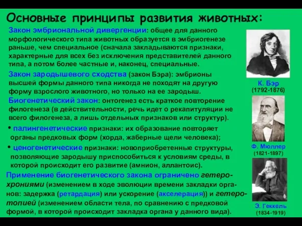 Закон эмбриональной дивергенции: общее для данного морфологического типа животных образуется в эмбриогенезе