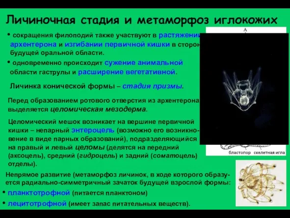 Личиночная стадия и метаморфоз иглокожих Личинка конической формы – стадия призмы. сокращения