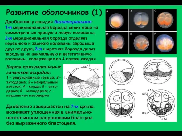 Развитие оболочников (1) Дробление у асцидий билатеральное: 1-я меридиональная борозда делит яйцо