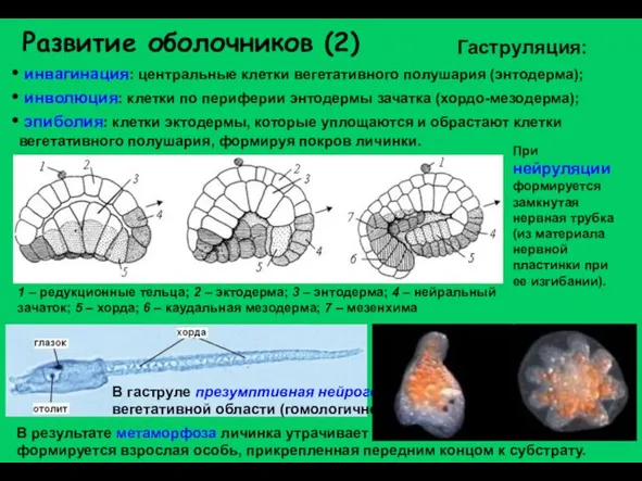 Развитие оболочников (2) инвагинация: центральные клетки вегетативного полушария (энтодерма); инволюция: клетки по