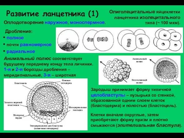 Развитие ланцетника (1) Олиголецитальные яйцеклетки ланцетника изолецитального типа (~ 100 мкм). Дробление: