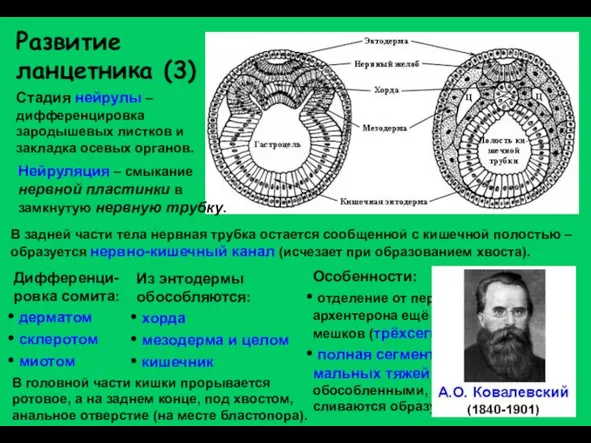 Развитие ланцетника (3) Стадия нейрулы – дифференцировка зародышевых листков и закладка осевых