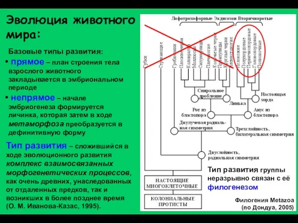 Эволюция животного мира: Тип развития – сложившийся в ходе эволюционного развития комплекс