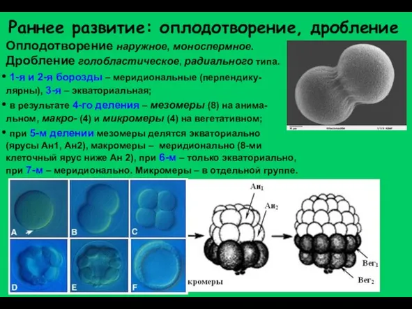 Раннее развитие: оплодотворение, дробление Дробление голобластическое, радиального типа. Оплодотворение наружное, моноспермное. 1-я