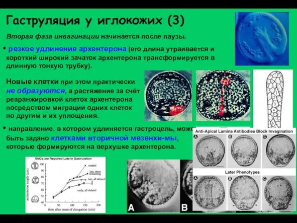 Гаструляция у иглокожих (3) Вторая фаза инвагинации начинается после паузы. резкое удлинение