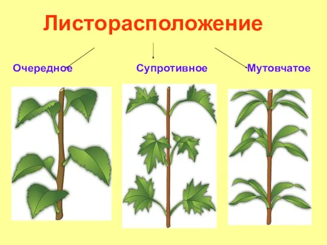 Листорасположение Очередное Супротивное Мутовчатое