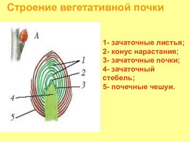 Строение вегетативной почки 1- зачаточные листья; 2- конус нарастания; 3- зачаточные почки;