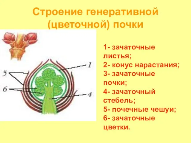 Строение генеративной (цветочной) почки 1- зачаточные листья; 2- конус нарастания; 3- зачаточные