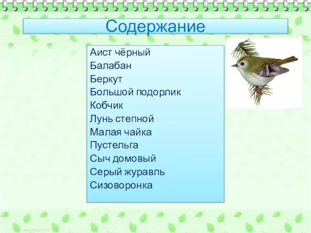 Содержание Аист чёрный Балабан Беркут Большой подорлик Кобчик Лунь степной Малая чайка