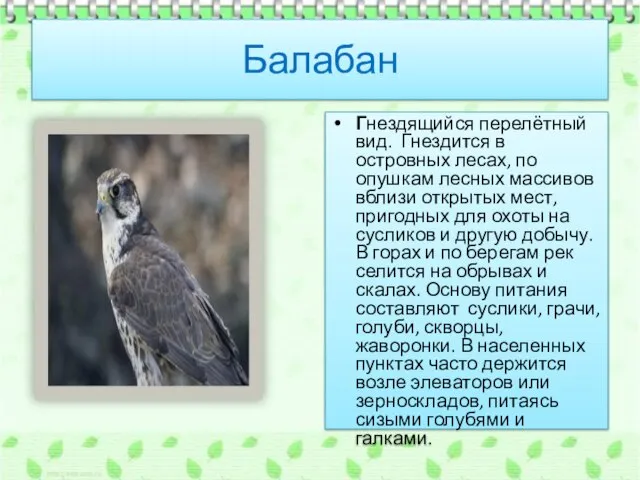 Балабан Гнездящийся перелётный вид. Гнездится в островных лесах, по опушкам лесных массивов