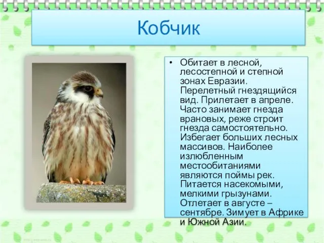 Кобчик Обитает в лесной, лесостепной и степной зонах Евразии. Перелетный гнездящийся вид.
