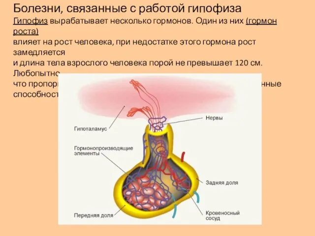 Болезни, связанные с работой гипофиза Гипофиз вырабатывает несколько гормонов. Один из них